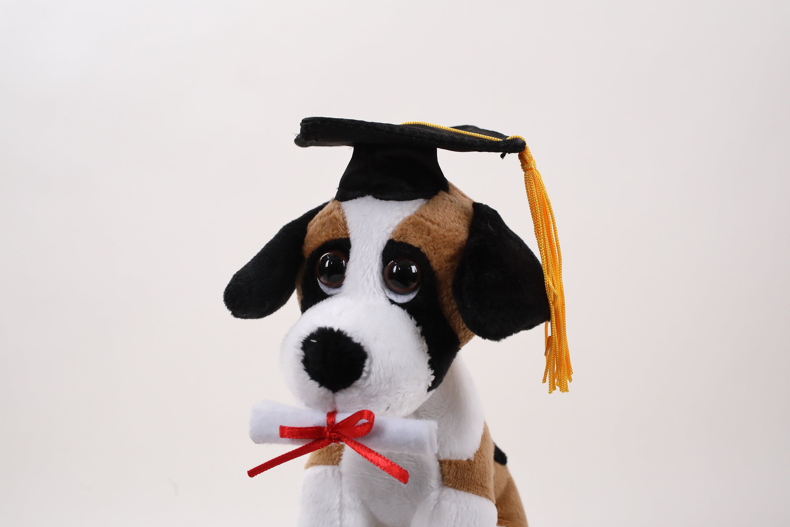 Graduation Cuddly Dog Toy 8"